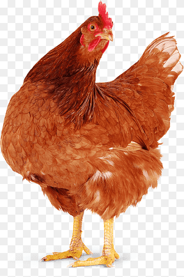 Ayam Afkir 