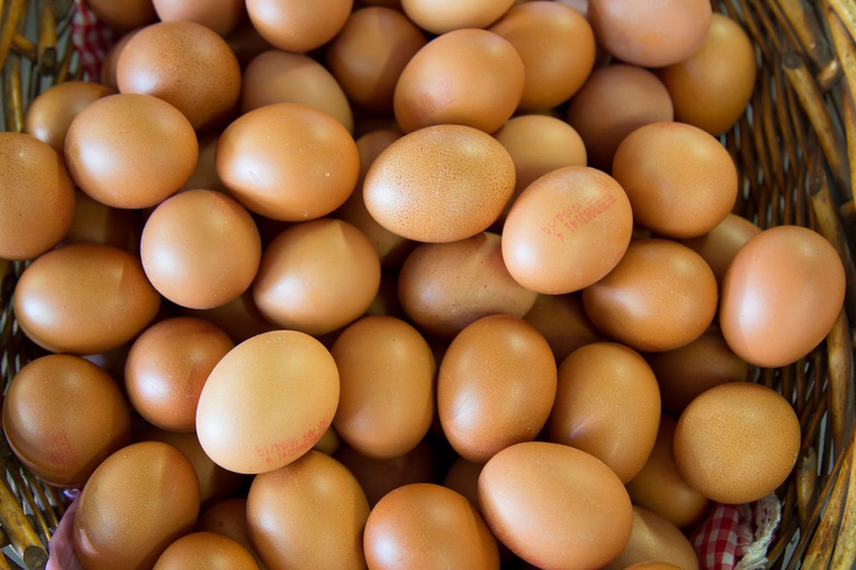 Telur Termurah se lintau